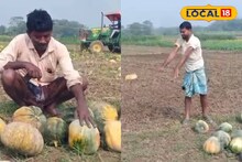 সবজির আগুন দাম হলেও তলানিতে কুমড়োর বাজার! ক্ষতির মুখে দাঁড়িয়ে চরম পদক্ষেপ চাষিদের