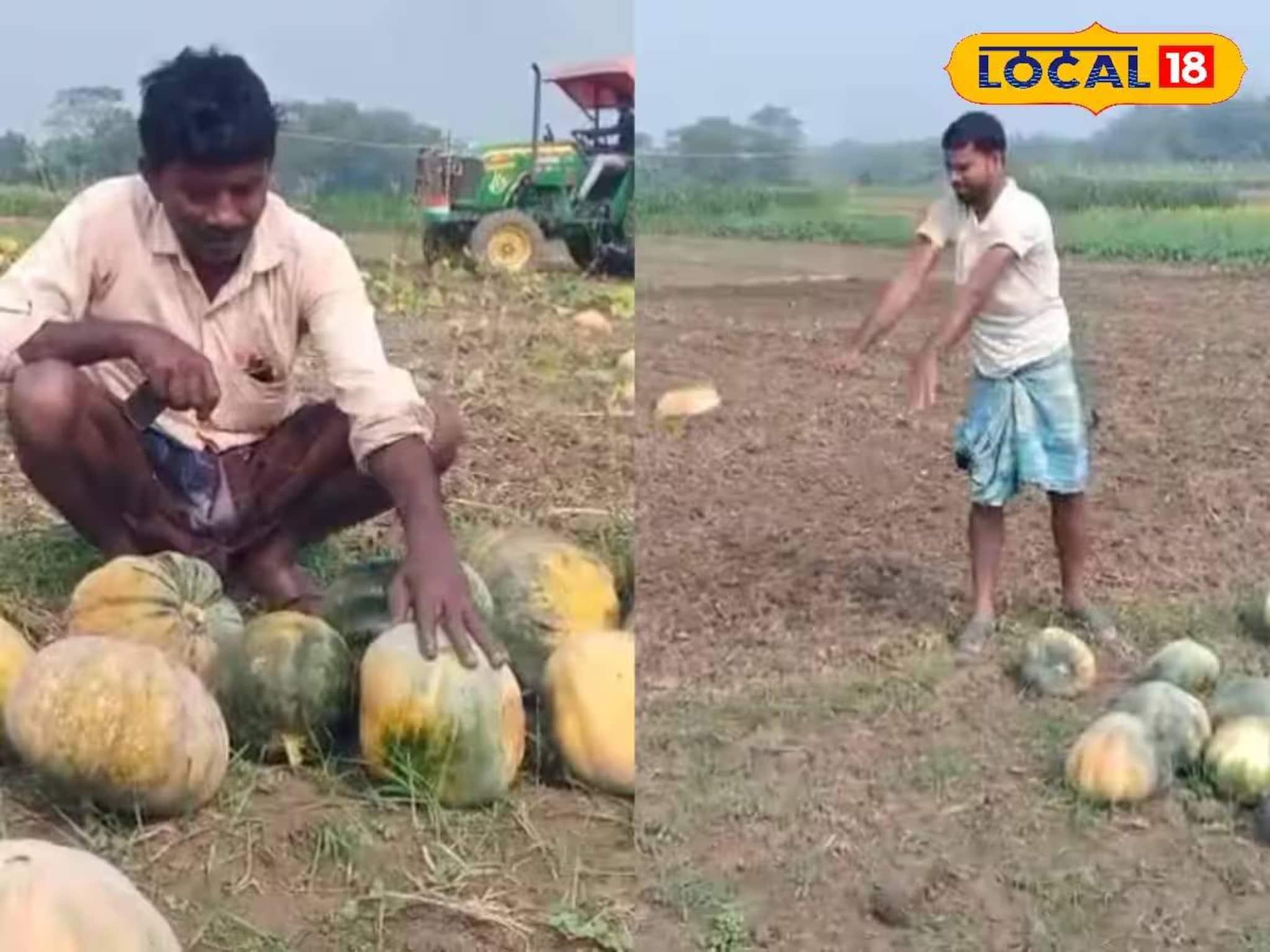 Murshidabad News: সবজির আগুন দাম হলেও তলানিতে কুমড়োর বাজার! ক্ষতির মুখে দাঁড়িয়ে চরম পদক্ষেপ চাষিদের, মাঠেই নষ্ট করলেন খাটনির ফসল