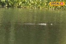 চূর্ণী নদীতে কুমির আতঙ্ক, মাছ ধরার জন্য ছিপ ফেলতেই মিলল দর্শন!
