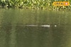 চূর্ণী নদীতে কুমির আতঙ্ক, মাছ ধরার জন্য ছিপ ফেলতেই মিলল দর্শন!