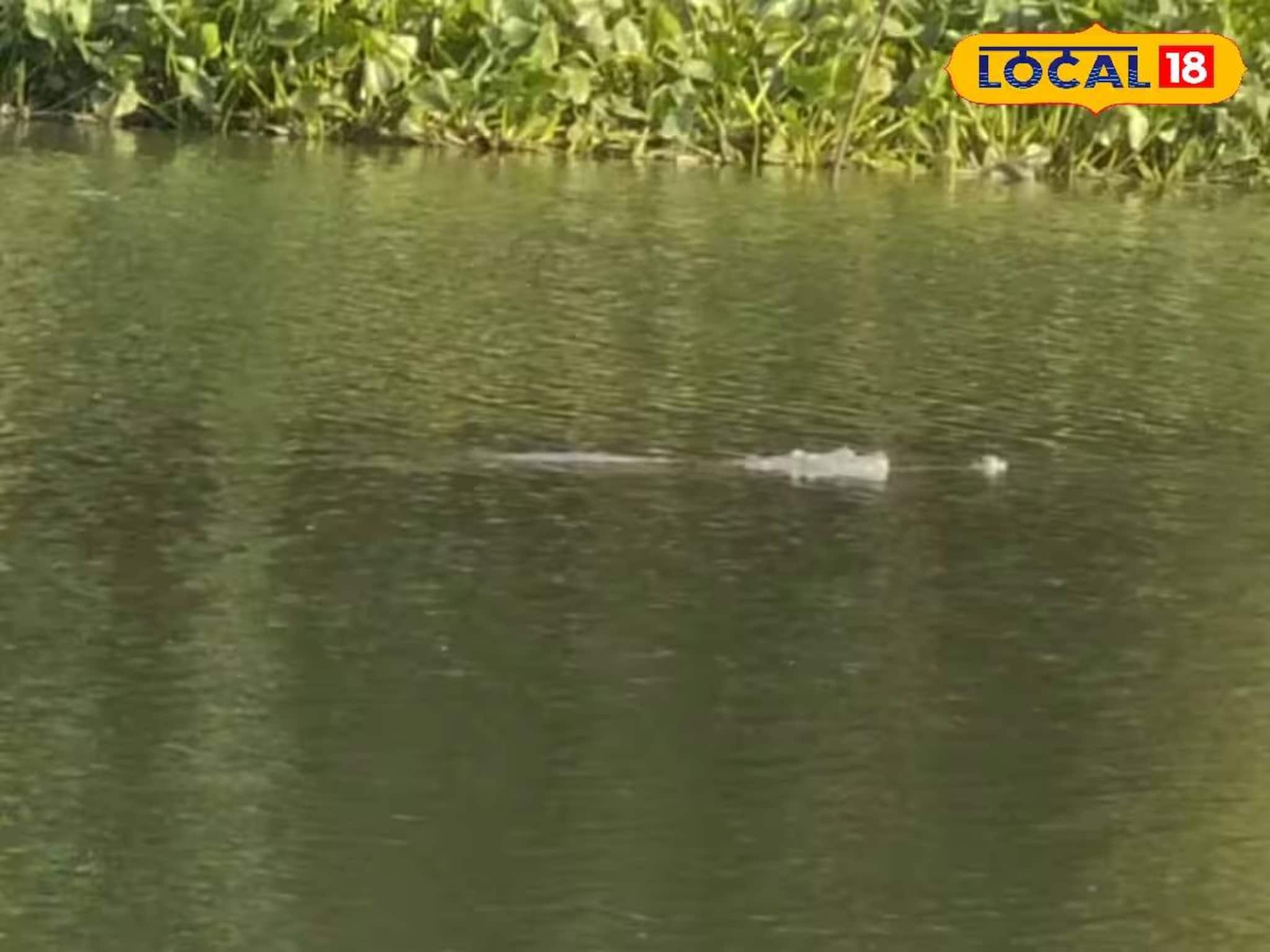 Nadia News: চূর্ণী নদীতে কুমির আতঙ্ক, মাছ ধরার জন্য ছিপ ফেলতেই মিলল দর্শন! সোশ্যাল মিডিয়ায় ভাইরাল ভিডিও