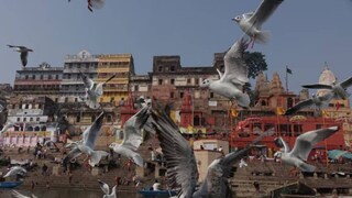 পরিযায়ী সাইবেরিয়ান সারসের দৌলতে বারাণসী এখন পক্ষীপ্রেমীদের কাছে স্বর্গরাজ্য