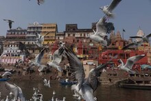 সাইবেরিয়া থেকে আসা হেমন্তের পরিযায়ী পাখিদের মেলা! বারাণসী এখন পর্যটকদের স্বর্গরাজ্য