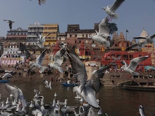 পরিযায়ী সাইবেরিয়ান সারসের দৌলতে বারাণসী এখন পক্ষীপ্রেমীদের কাছে স্বর্গরাজ্য পরিযায়ী সাইবেরিয়ান সারসের দৌলতে বারাণসী এখন পক্ষীপ্রেমীদের কাছে স্বর্গরাজ্য