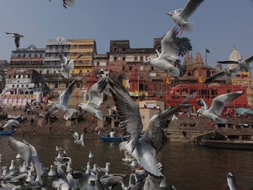 পরিযায়ী সাইবেরিয়ান সারসের দৌলতে বারাণসী এখন পক্ষীপ্রেমীদের কাছে স্বর্গরাজ্য পরিযায়ী সাইবেরিয়ান সারসের দৌলতে বারাণসী এখন পক্ষীপ্রেমীদের কাছে স্বর্গরাজ্য
