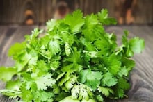 Coriander Leaves Side Effects: সাক্ষাৎ বিপদ! রক্তচাপ, ডায়রিয়া...আর কোন রোগে ধনেপাতা দাঁতে কাটলেই শরীরের সর্বনাশ, জানুন! ব্লাড সুগারে খেলে কী হয়, পড়ুন!