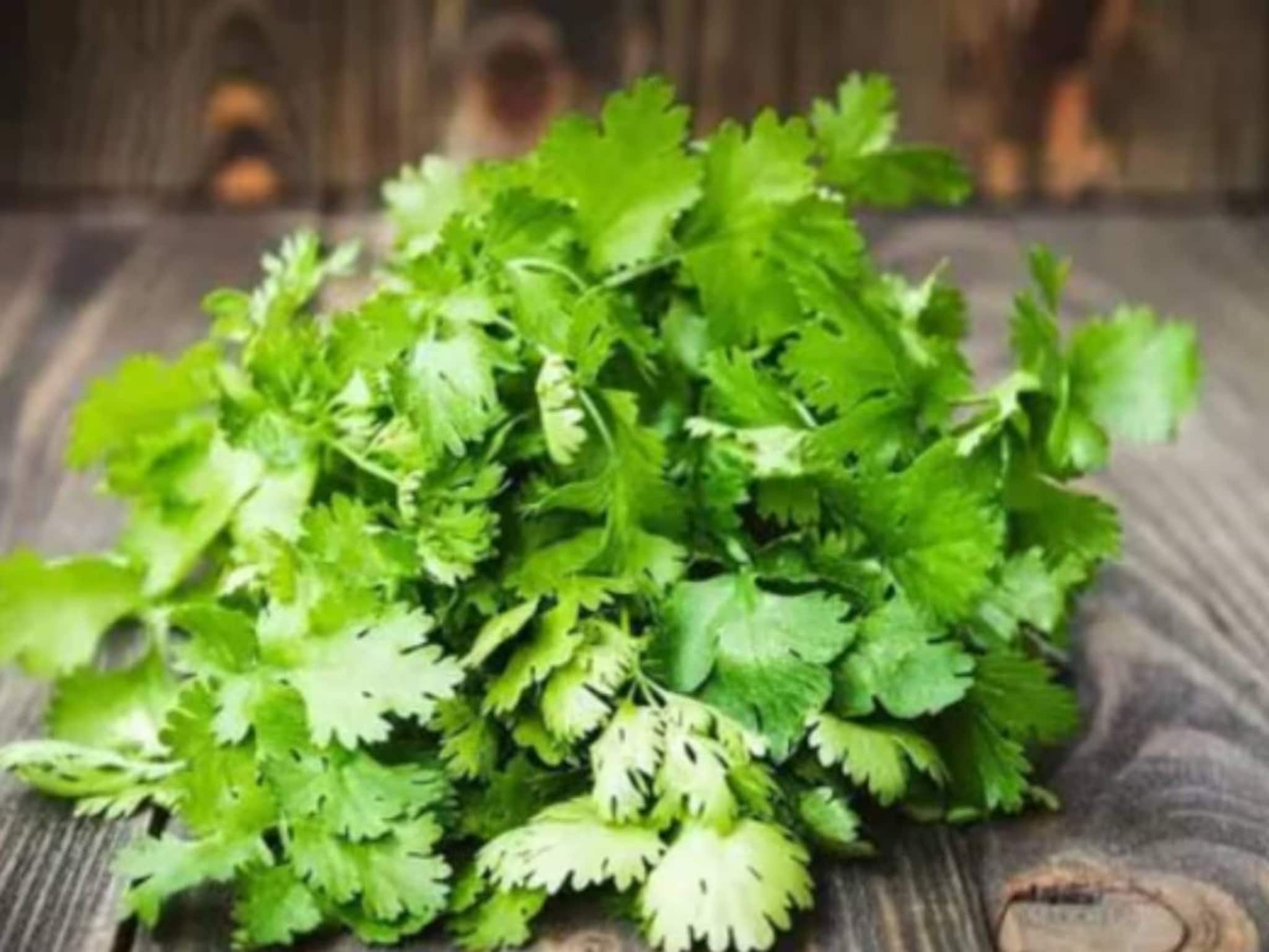Coriander Leaves Side Effects: সাক্ষাৎ বিপদ! রক্তচাপ, ডায়রিয়া...আর কোন রোগে ধনেপাতা দাঁতে কাটলেই শরীরের সর্বনাশ, জানুন! ব্লাড সুগারে খেলে কী হয়, পড়ুন!