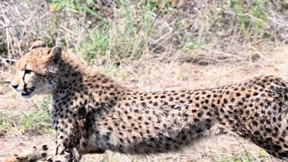 ২ টি চিতাকে ছাড়া হচ্ছিল নিভৃতবাসের গণ্ডি বা কোয়ারান্টাইন পেনে ২ টি চিতাকে ছাড়া হচ্ছিল নিভৃতবাসের গণ্ডি বা কোয়ারান্টাইন পেনে