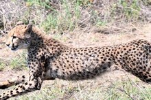 বতসোয়ানা থেকে ৮ চিতা আসছে ভারতে! সফররত রাষ্ট্রপতি দ্রৌপদী মুর্মুর হাতে প্রতীকী হস্তান্তর