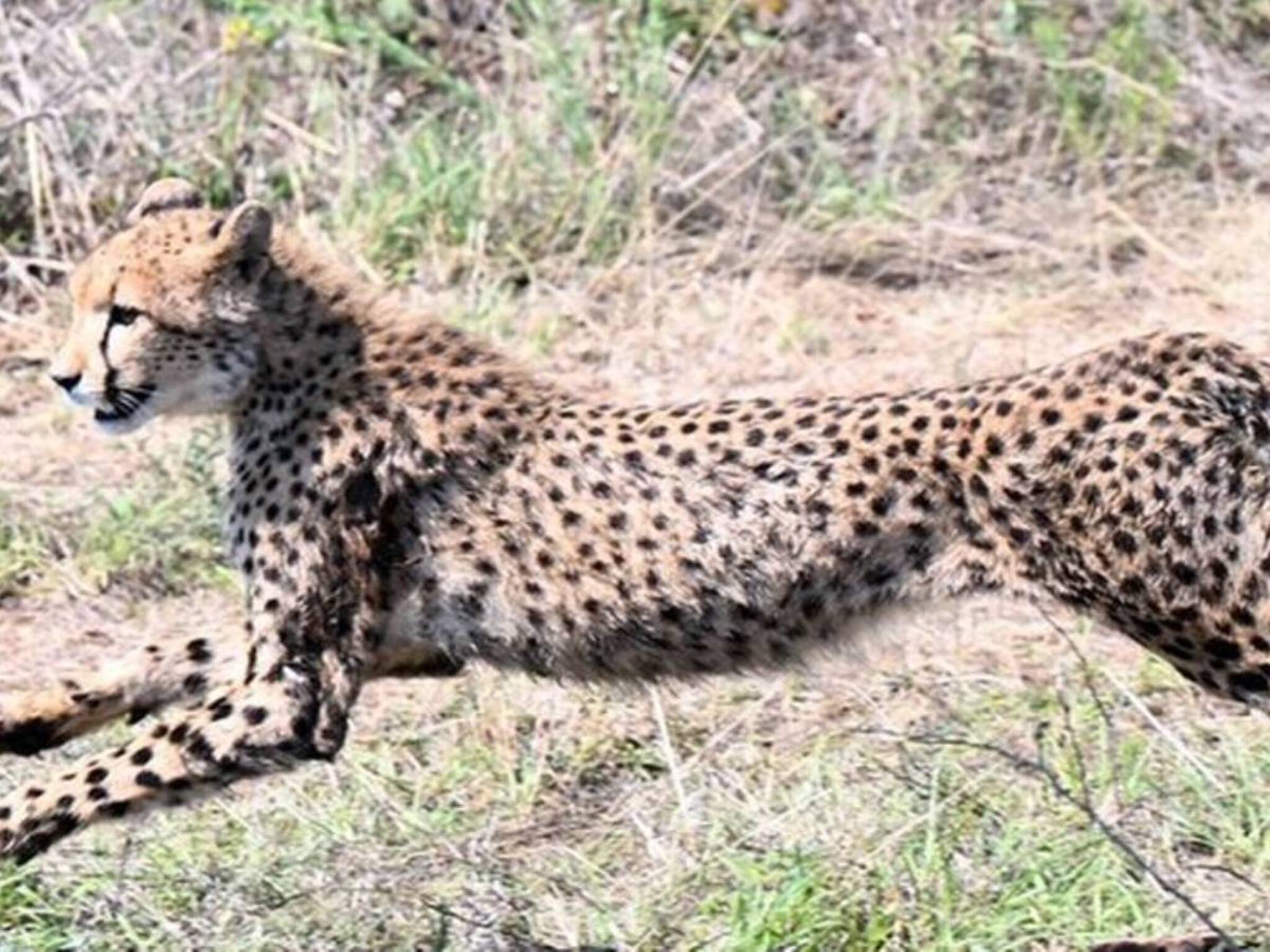 Cheetahs in India: বতসোয়ানা থেকে ৮ চিতা আসছে ভারতে! সফররত রাষ্ট্রপতি দ্রৌপদী মুর্মুর হাতে প্রতীকী হস্তান্তর