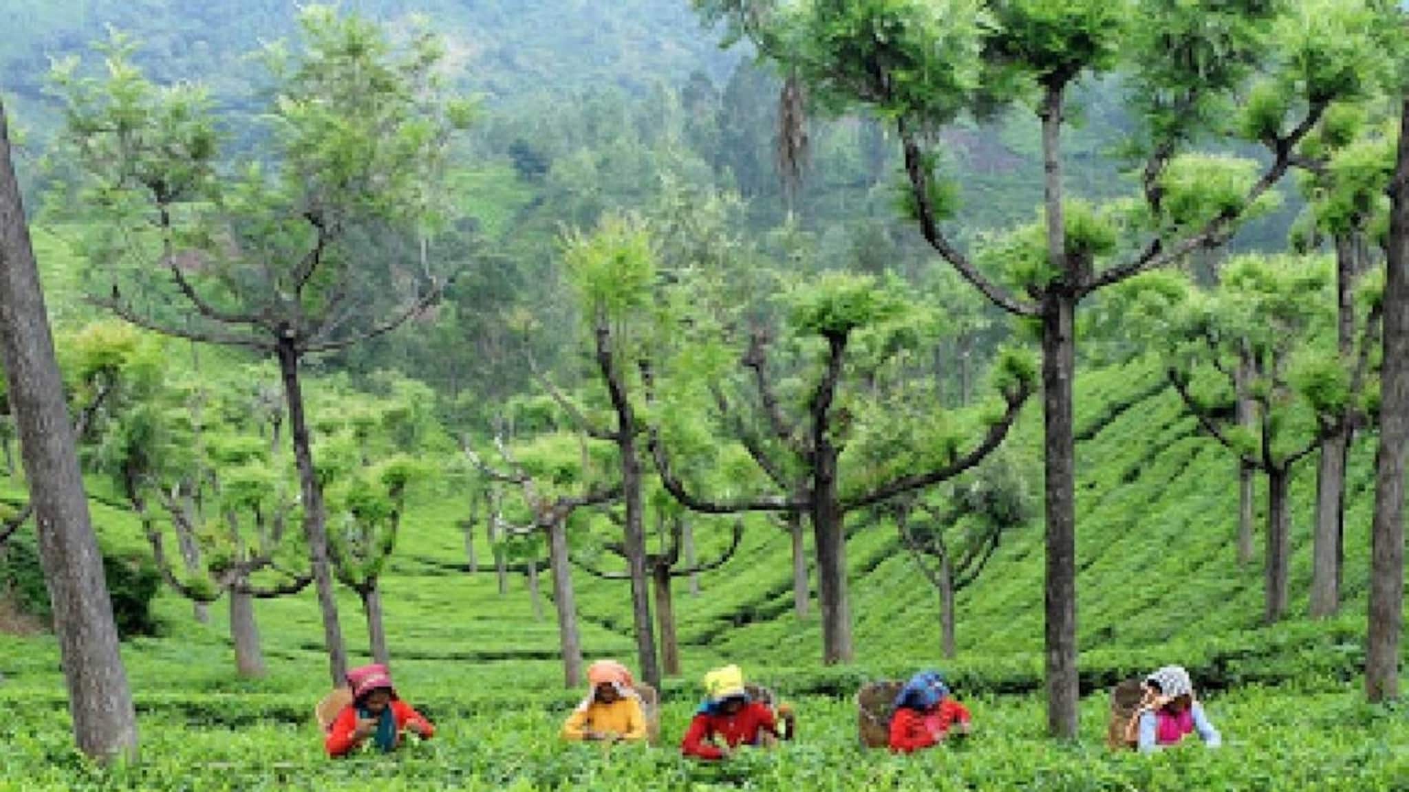 চা শ্রমিকদের অ্যাকাউন্টে সরাসরি টাকা, বিজেপি সাংসদের প্রস্তাব ঘিরে জোর চর্চা উত্তরের চা বলয়ে