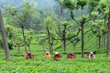 কাটল অচলাবস্থা, ত্রিপাক্ষিক বৈঠকে জট সমাধান হয়ে খুলছে ডুয়ার্সের ৩ চা বাগান, জানুন দিনক্ষণ