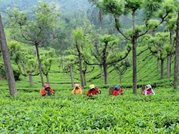 তিনটি চা-বাগান আগামী ১৭ তারিখেই খুলে যাচ্ছে