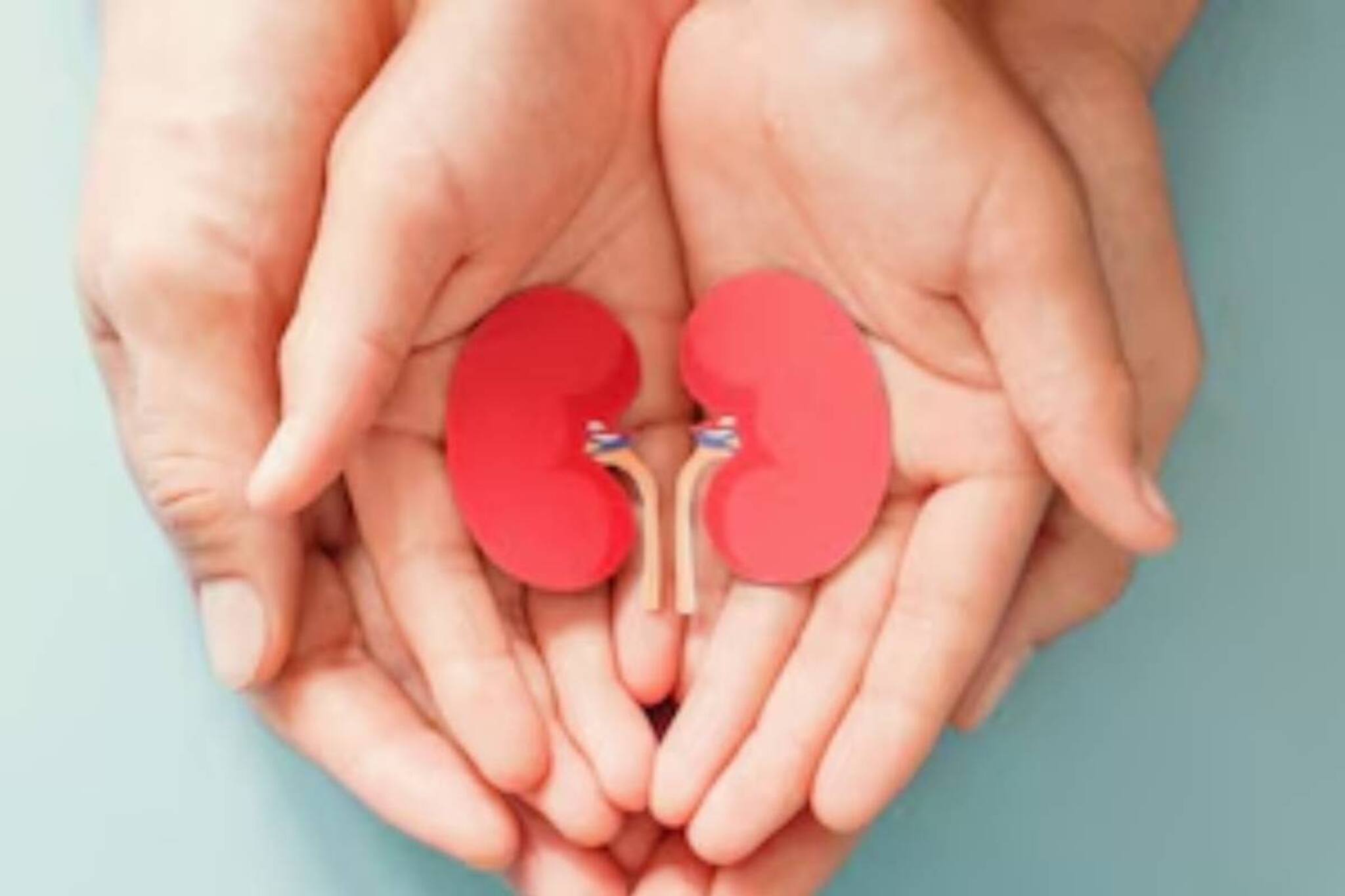 রক্তদানের থেকেও জটিল, ভারতে অনাত্মীয়কে কিডনি দানের পদ্ধতি খুবই কঠিন, জেনে নিন বিশদে