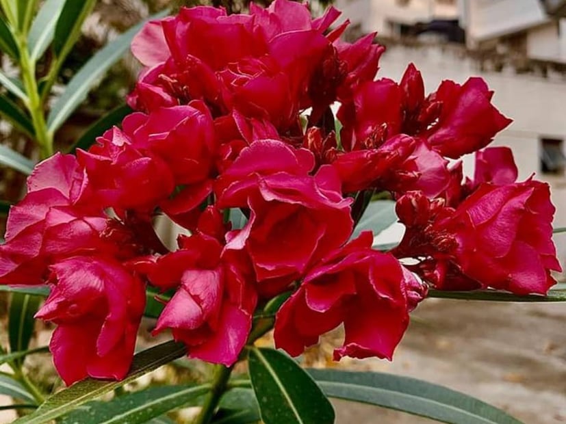 দেবসেনাপতি কার্তিকের সবথেকে প্রিয় ফুল হল রক্তকরবী৷ তাঁর পুজোয় এই ফুল দিতে ভুলবেন না৷ লাল করবী ছাড়া দিতে পারেন হলুদ ও সাদা করবীও৷