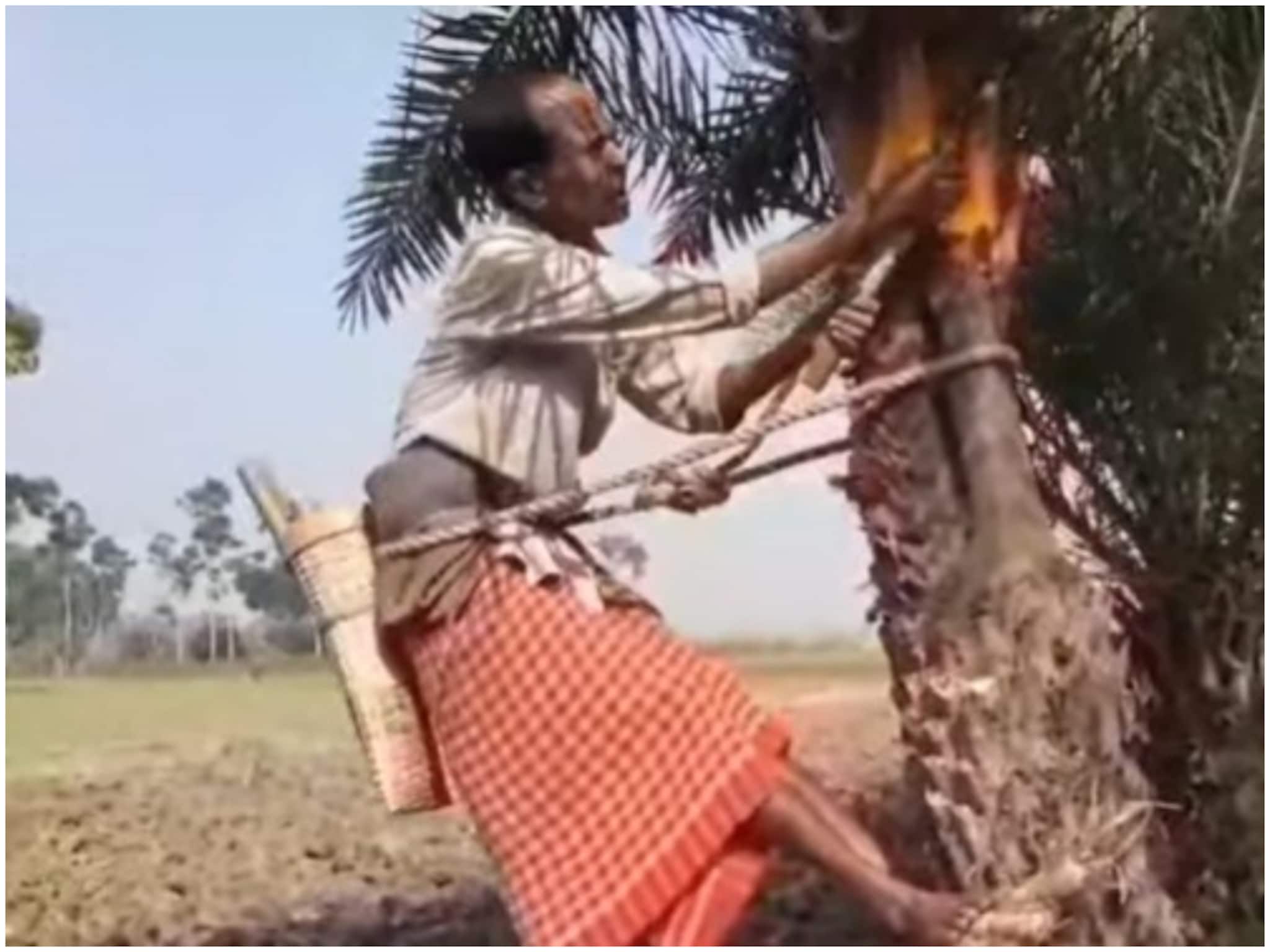 Nadia News: ভবিষ্যতে আর নাও পাওয়া যেতে পারে খাঁটি নলেন গুড়, কারণটা কী?