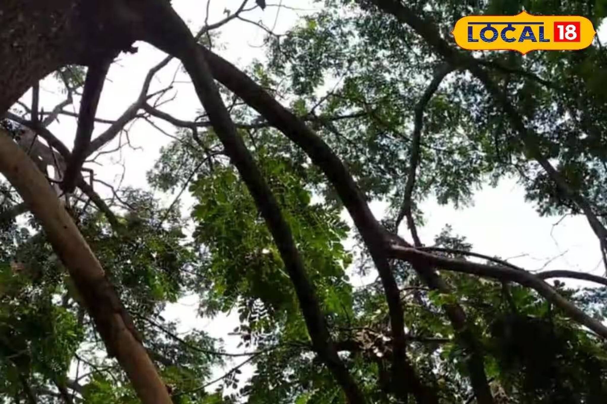 পেটের দায়ে গাছে ওঠাই কাল হল! মর্মান্তিক পরিণতি স্বরূপনগরের ‌ব্যক্তির