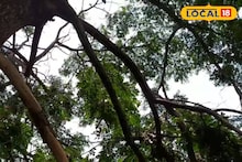 North 24 Parganas News: পেটের দায়ে গাছে ওঠাই কাল হল! চোখের নিমেষে ঘটে গেল অঘটন, মর্মান্তিক পরিণতি স্বরূপনগরের ব্যক্তির