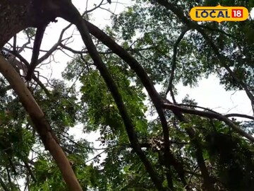 গাছ থেকে পড়ে মৃত্যু