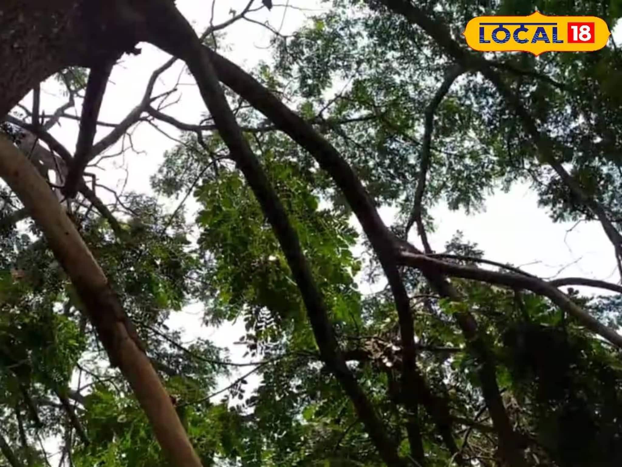 পেটের দায়ে গাছে ওঠাই কাল হল! মর্মান্তিক পরিণতি স্বরূপনগরের ‌ব্যক্তির