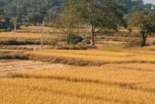 Jalpaiguri News: জলপাইগুড়িতে চালু হল ৯৬টি সরকারি ধান ক্রয় কেন্দ্র, মিলবে সঠিক দাম