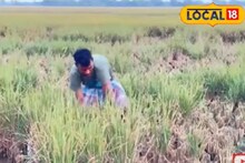 বিঘার পর বিঘা জমির ধান উধাও! বর্ধমানে আজব ঘটনা, মাথায় হাত কৃষকদের