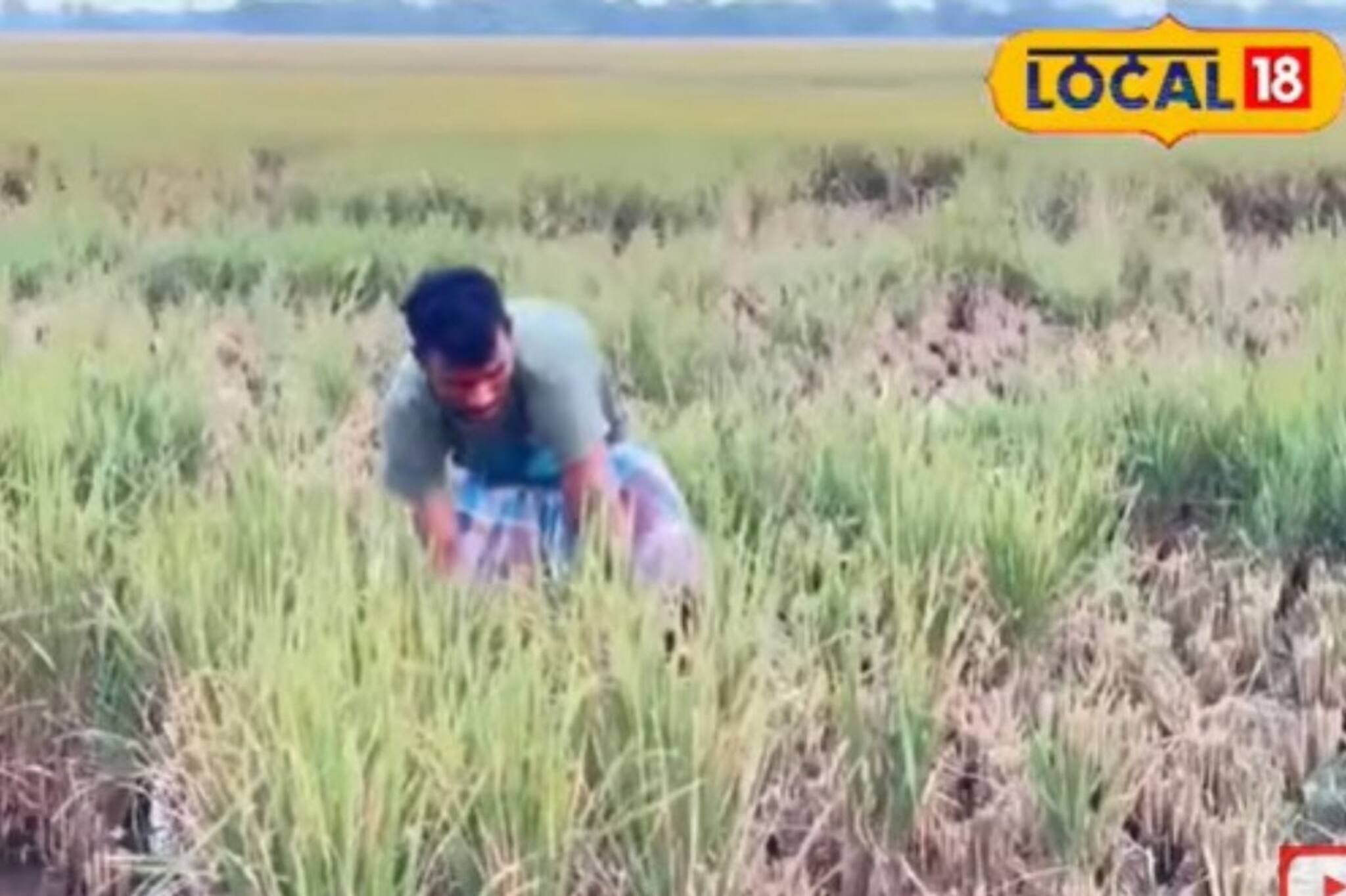 বিঘার পর বিঘা জমির ধান উধাও! বর্ধমানে আজব ঘটনা, মাথায় হাত কৃষকদের