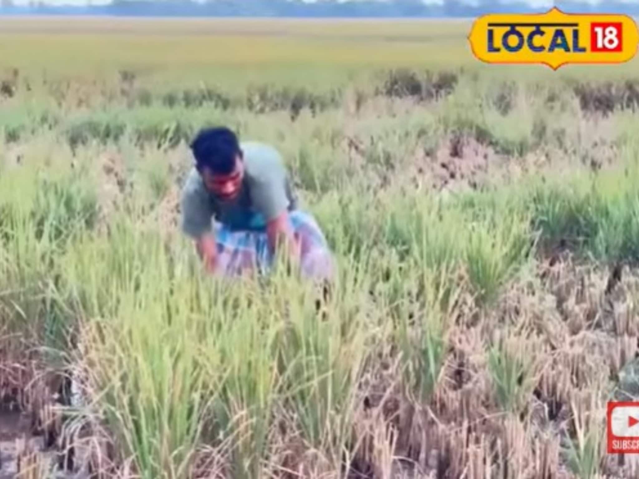 বিঘার পর বিঘা জমির ধান উধাও! বর্ধমানে আজব ঘটনা, মাথায় হাত কৃষকদের