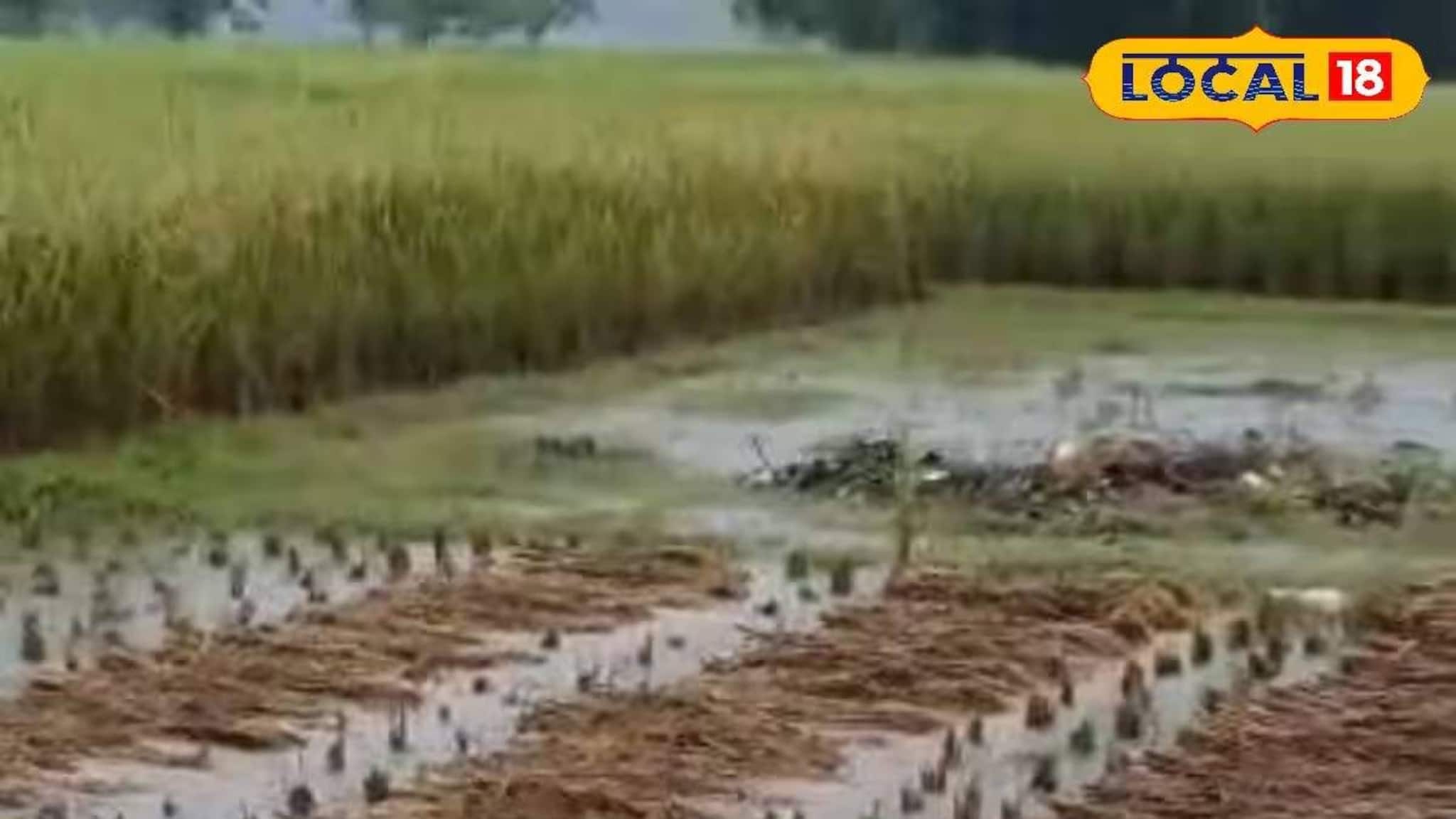 এক রাতের বৃষ্টিতেই ধান চাষে চরম ক্ষতি! ধুয়েমুছে গেল চোপড়ার কৃষকদের সারা বছরের স্বপ্ন