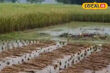 এক রাতের বৃষ্টিতেই ধান চাষে চরম ক্ষতি! ধুয়েমুছে গেল চোপড়ার কৃষকদের সারা বছরের স্বপ্ন