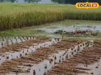 এক রাতের বৃষ্টিতেই ধান চাষে চরম ক্ষতি! ধুয়েমুছে গেল চোপড়ার কৃষকদের সারা বছরের স্বপ্ন