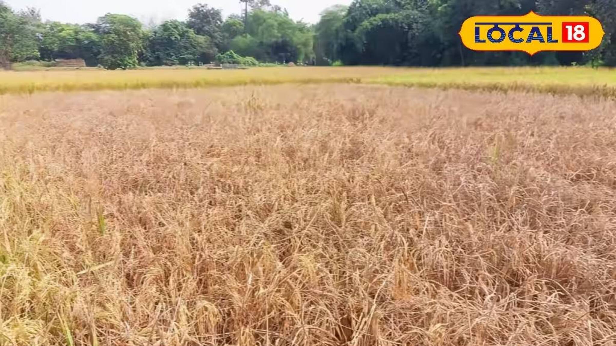 ধানক্ষেতে ভয়ানক শোষক পোকার আক্রমণ, ছাইয়ের মতো ঝরে পড়ছে ফসল!