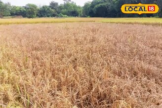 ধানক্ষেতে ভয়ানক শোষক পোকার আক্রমণ, ছাইয়ের মতো ঝরে পড়ছে ফসল!