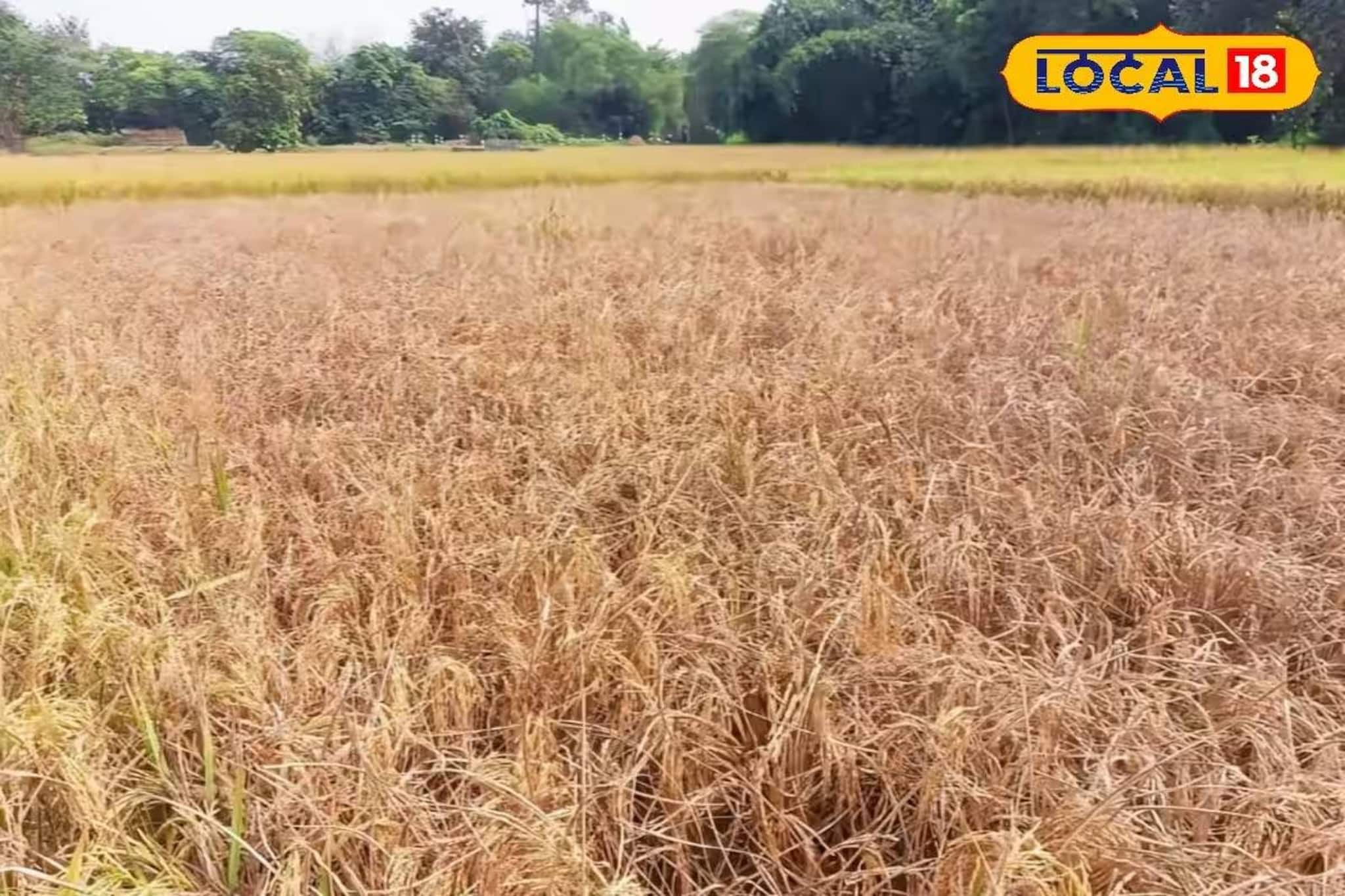 Paddy Cultivation: ধানক্ষেতে ভয়ানক শোষক পোকার আক্রমণ, ছাইয়ের মতো ঝরে পড়ছে ফসল! সিউড়িতে ধান চাষে চরম ক্ষতি, সরকারি সাহায্যের আশায় চাষিরা