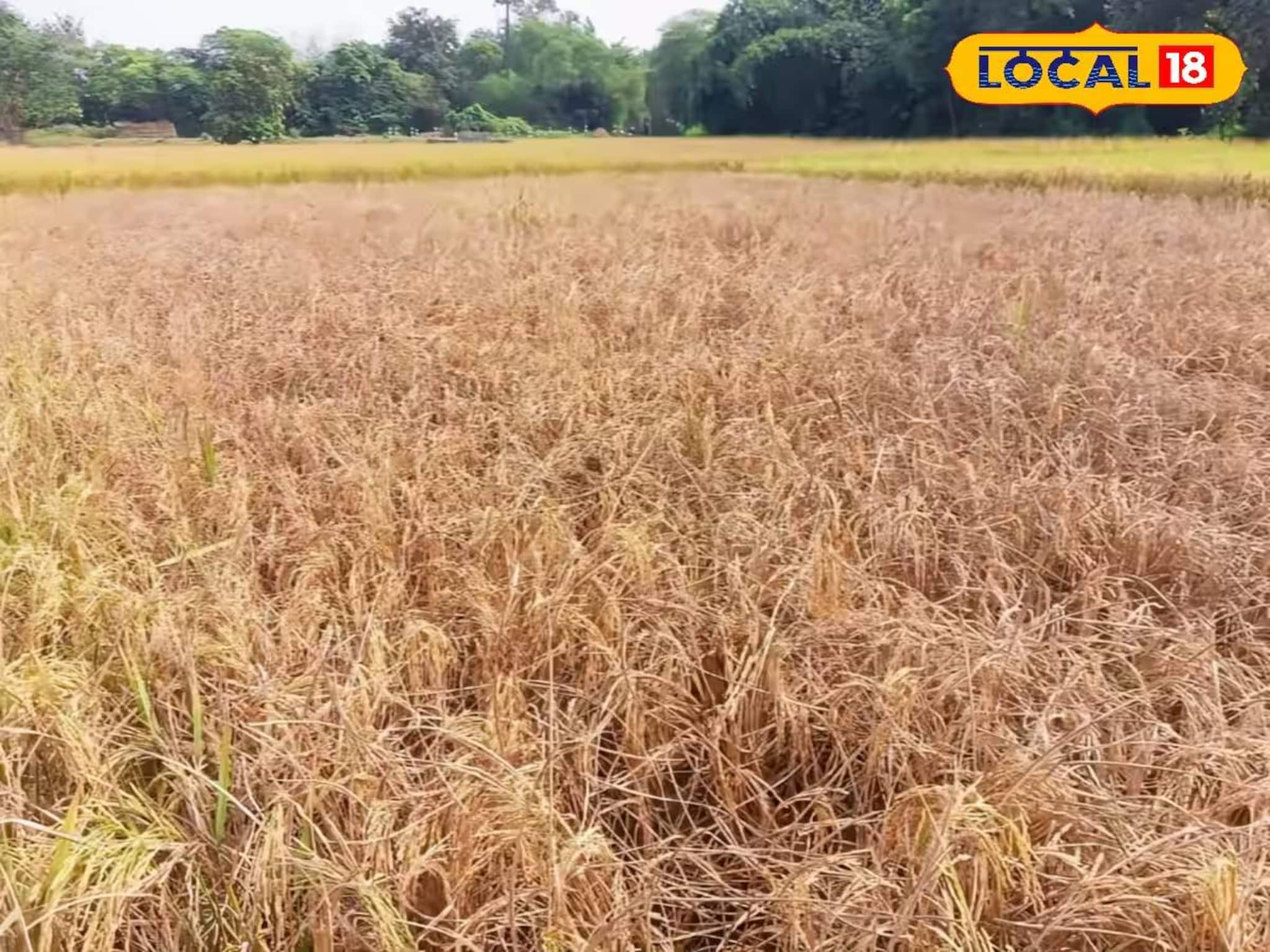 Paddy Cultivation: ধানক্ষেতে ভয়ানক শোষক পোকার আক্রমণ, ছাইয়ের মতো ঝরে পড়ছে ফসল! সিউড়িতে ধান চাষে চরম ক্ষতি, সরকারি সাহায্যের আশায় চাষিরা