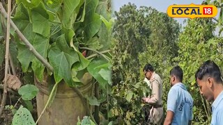 লিচু বাগান থেকে তাজা বোমা উদ্ধার লিচু বাগান থেকে তাজা বোমা উদ্ধার