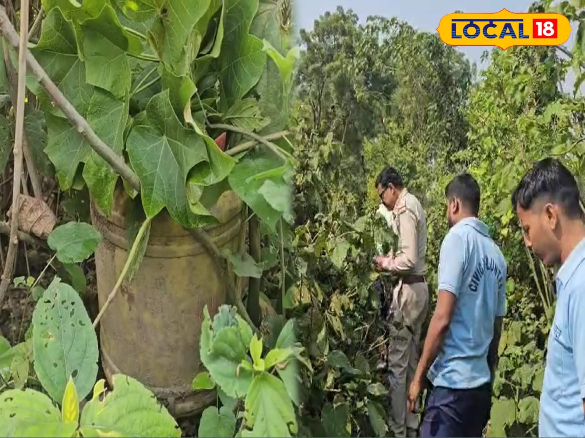 গোপন সূত্রে খবর পেয়ে লিচু বাগানে পুলিশের হানা! উদ্ধার জার ভর্তি তাজা বোমা