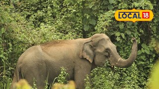 হাতি | প্রতীকী ছবি