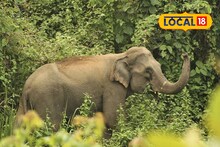 Elephant Death: গর্ভবতী হাতির রহস্যমৃত্যু! বিন্নাগুড়ি সেনা ছাউনির ভিতর থেকে উদ্ধার নিথর দেহ, শুরু হয়েছে তদন্ত