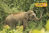 গর্ভবতী হাতির রহস্যমৃত্যু! বিন্নাগুড়ি সেনা ছাউনির ভিতর থেকে উদ্ধার নিথর দেহ