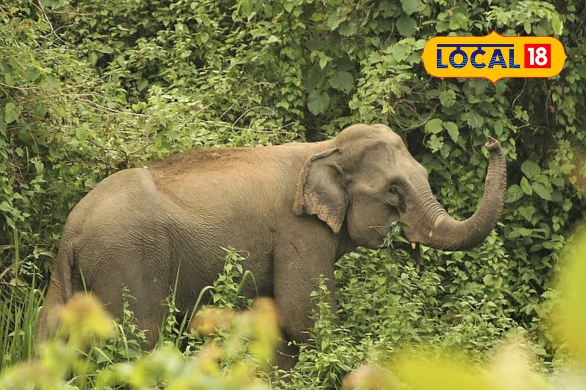 গর্ভবতী হাতির রহস্যমৃত্যু! বিন্নাগুড়ি সেনা ছাউনির ভিতর থেকে উদ্ধার নিথর দেহ