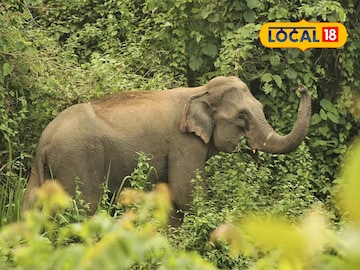 হাতি | প্রতীকী ছবি