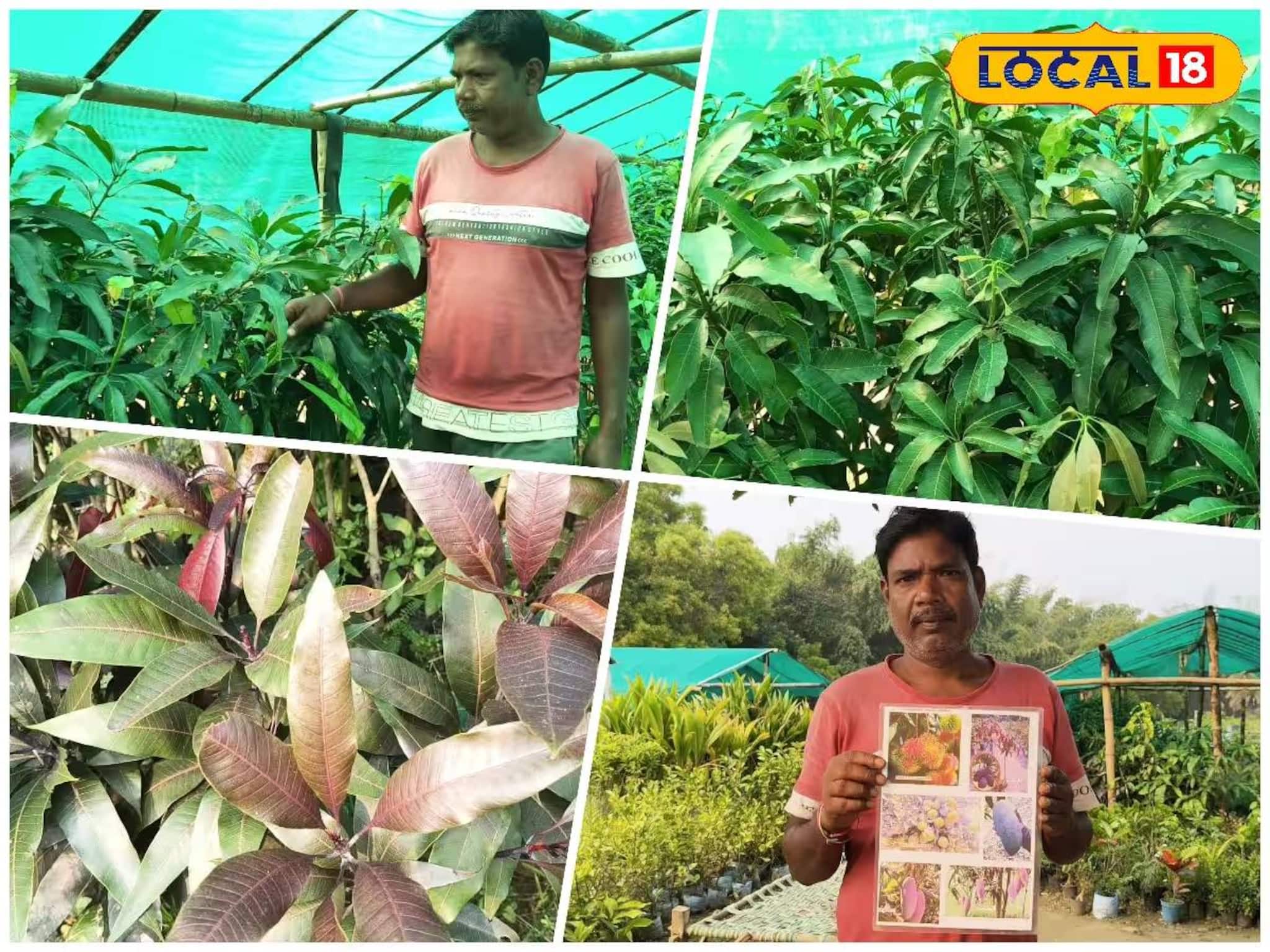 পুরুলিয়াতেই মিলতে পারে দেশি-বিদেশি আম! কৃষিক্ষেত্রে ঝড় তুলতে বড় পদক্ষেপ