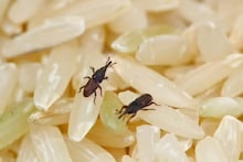 Rice Storage Tips: চালে পোকা ধরলেও আর চিন্তা নেই, কিছু টিপস কাজে লাগালেই কয়েক সেকেন্ডে মুক্তি !