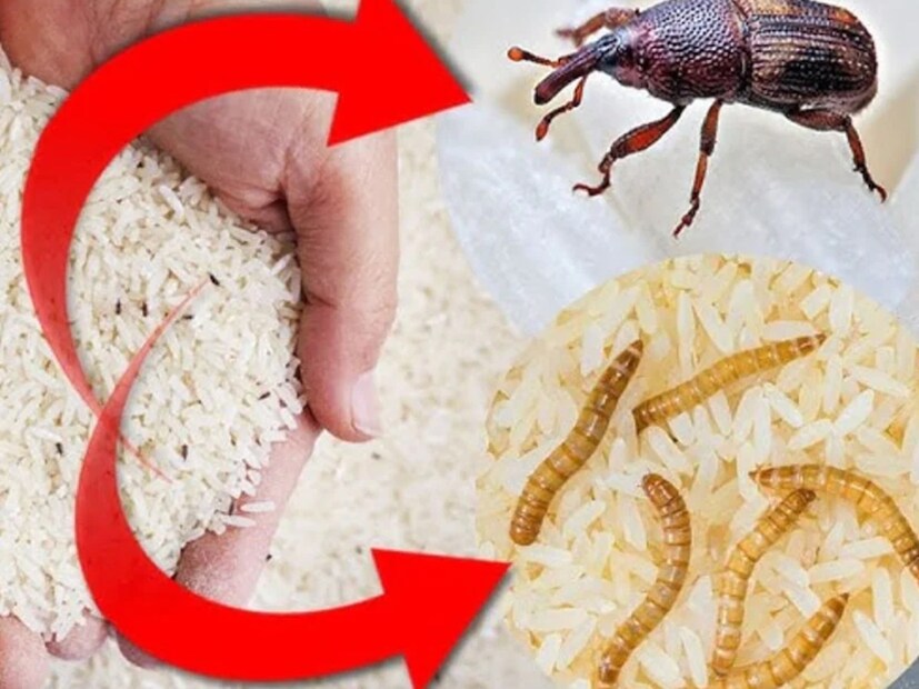 এই পোকামাকড়গুলিকে একে একে বাছাই করা সময়সাপেক্ষ কাজ। তবে, সমাধান হিসেবে কিছু টিপস রয়েছে। যা কাজে লাগিয়ে আমরা সহজেই পোকামাকড় থেকে চাল রক্ষা করতে পারি। এক নজরে দেখে নেওয়া যাক সেই সহজ, রাসায়নিক-মুক্ত প্রতিকারগুলি কী। চাল একটি বড় ট্রে বা পরিষ্কার কাপড়ে পাতলা করে ছড়িয়ে দিতে হবে। কমপক্ষে দুই থেকে তিন ঘণ্টা রোদে রাখতে হবে। রোদের তাপের কারণে পোকামাকড় চাল থেকে দূরে সরে যাবে। চালের আর্দ্রতাও অদৃশ্য হয়ে যাবে। আর্দ্রতা না থাকলে পোকামাকড় আর ফিরে আসবে না। (Representative Image)