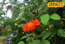 হলুদ নয়, লাল সূর্যমুখী চাষ করলেই কম খরচে বিপুল লাভ, কোন সময়ে লাগাবেন জানুন