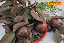 Red Guava: ভিটামিন সি-তে ঠাসা, শরীর থেকে টেনে বার করে বিষাক্ত পদার্থ, ভেতরে-বাইরে পুরো লাল, পেয়ারা নাকি ডালিম!