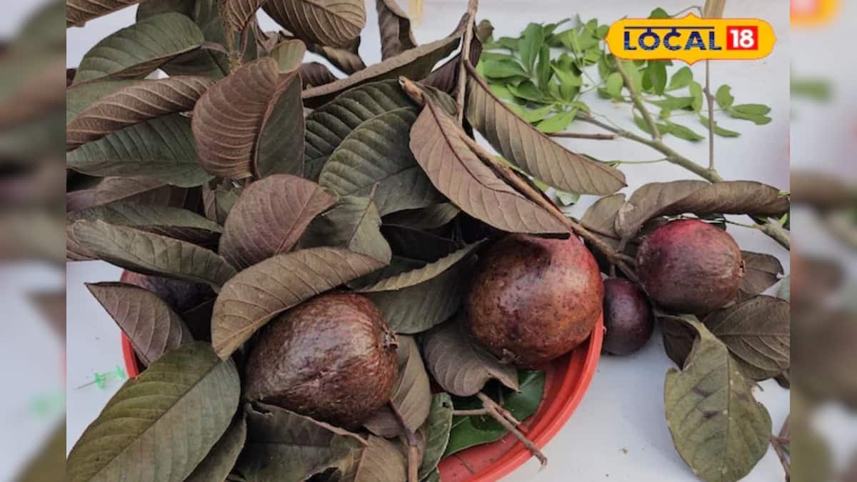লাল পেয়ারা: ভিটামিন সি সমৃদ্ধ, শরীর থেকে টক্সিন বের করে দেয়, লাল, পেয়ারা বা ডালিম ভিতর ও বাইরে থেকে!