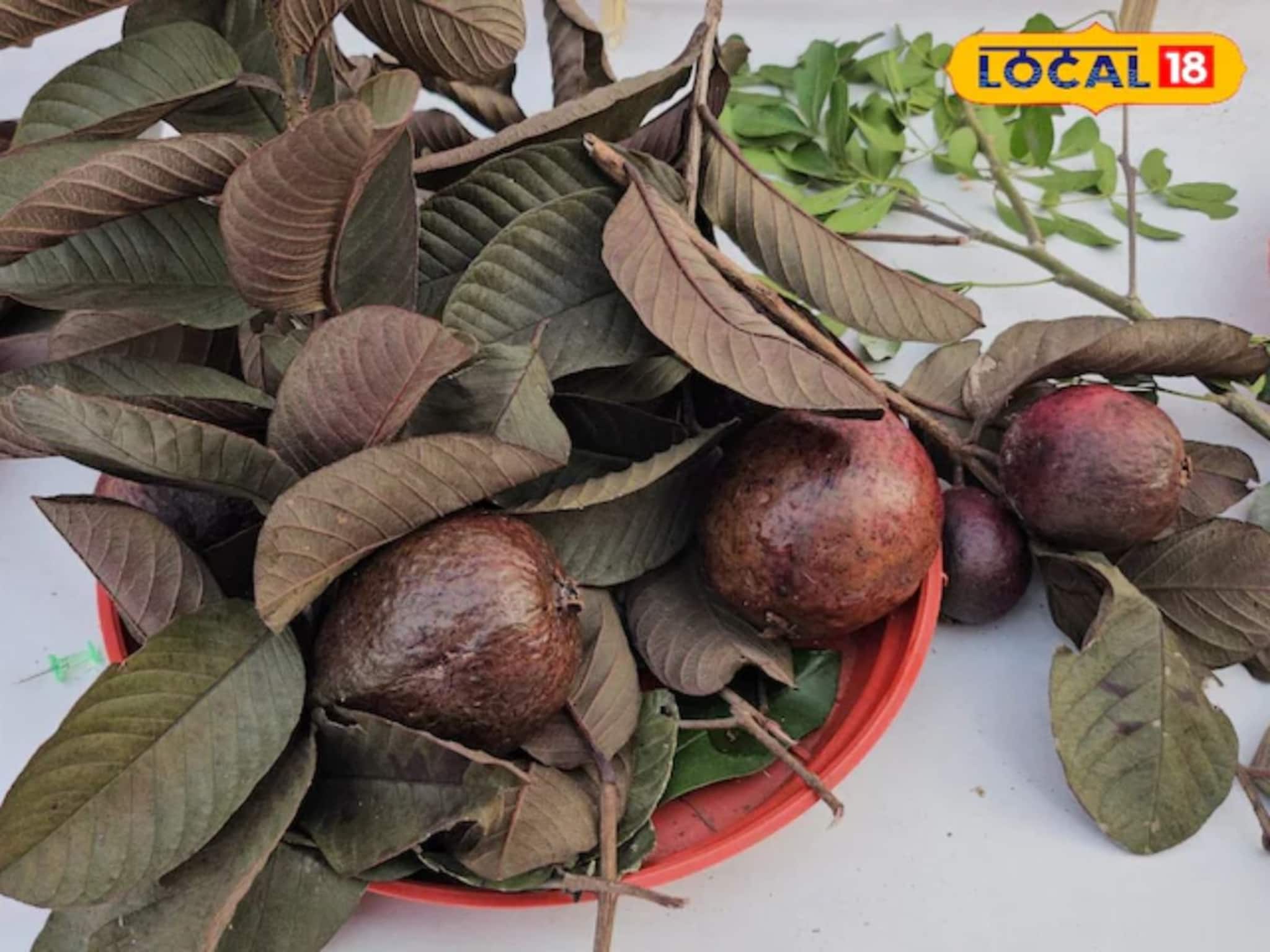 Red Guava: ভিটামিন সি-তে ঠাসা, শরীর থেকে টেনে বার করে বিষাক্ত পদার্থ, ভেতরে-বাইরে পুরো লাল, পেয়ারা নাকি ডালিম!