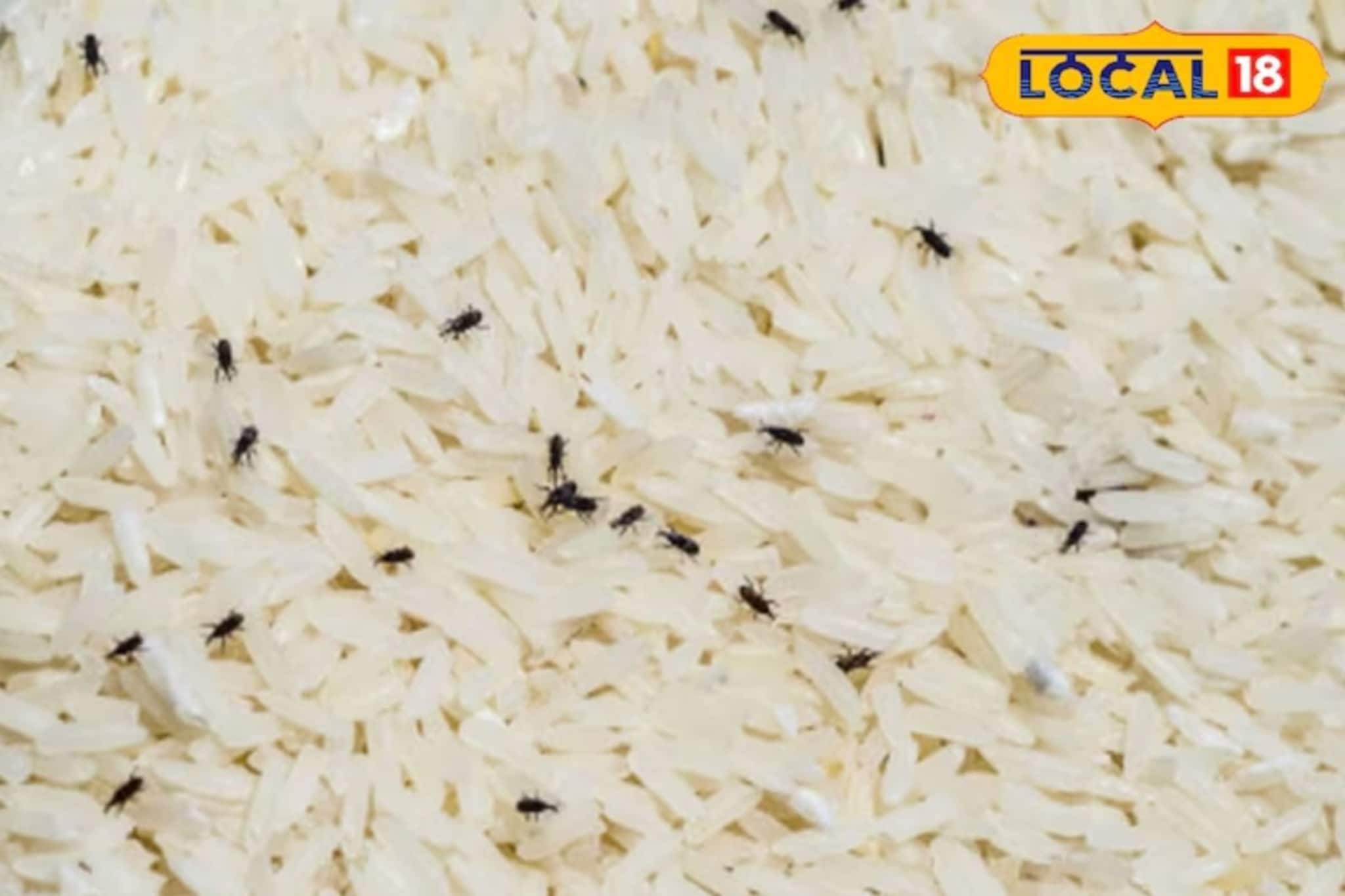 Kitchen Hacks: চালে গিজগিজ করছে কালো পোকা, ভুলেও ফেলবেন না...! ২-৩ ঘণ্টা ফেলে রাখুন কড়া রোদে, কীটনাশক ছাড়াই পোকার বংশ হবে নির্বংশ